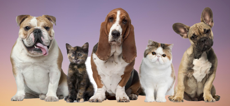pet's life