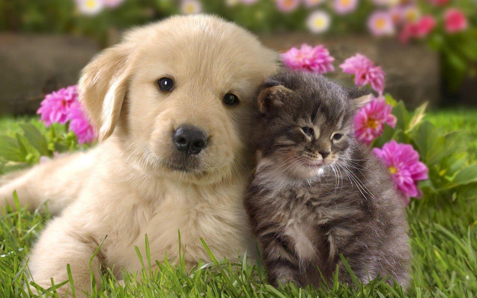pet's life